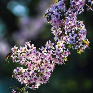 Meet your Posher, Janki